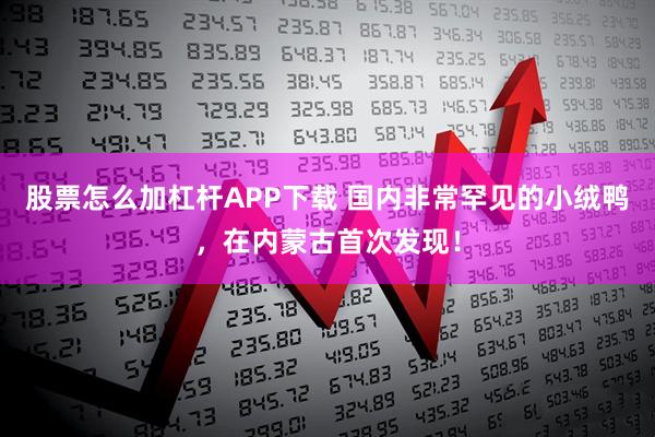 股票怎么加杠杆APP下载 国内非常罕见的小绒鸭，在内蒙古首次发现！